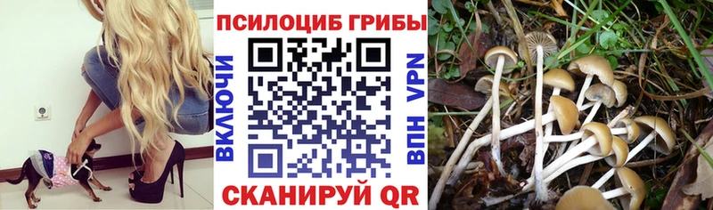 как найти закладки  Мамадыш  Псилоцибиновые грибы Psilocybine cubensis 